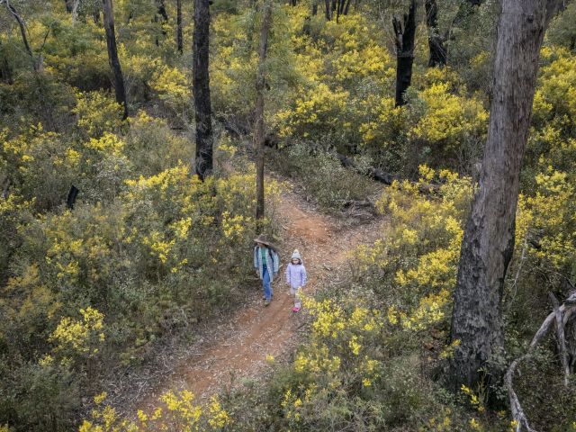 Two people on a bushwalk with yellow wattle blossoming.