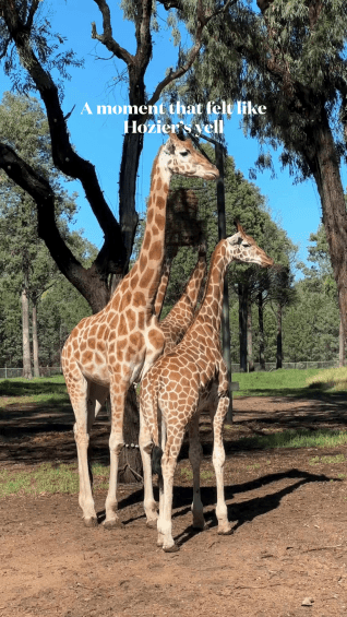 Giraffe feeding time at Taronga Western Plains Zoo Dubbo