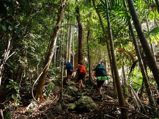 Rainforest terrain along the Ngaro Track