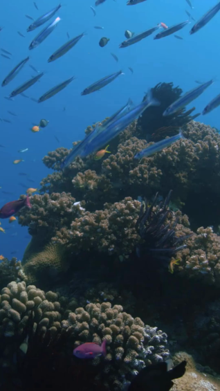 Snorkelling the Great Barrier Reef
