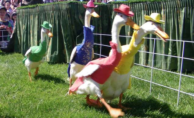 Ducks in hats at Royal Hobart Show
