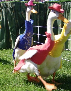 Ducks in hats at Royal Hobart Show