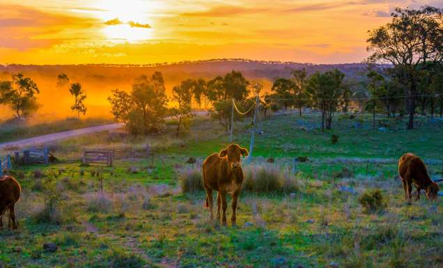 Autumn morning with cows in Stanthorpe, Queensland