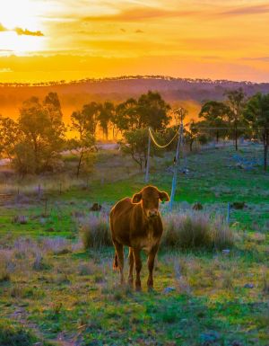 Autumn morning with cows in Stanthorpe, Queensland
