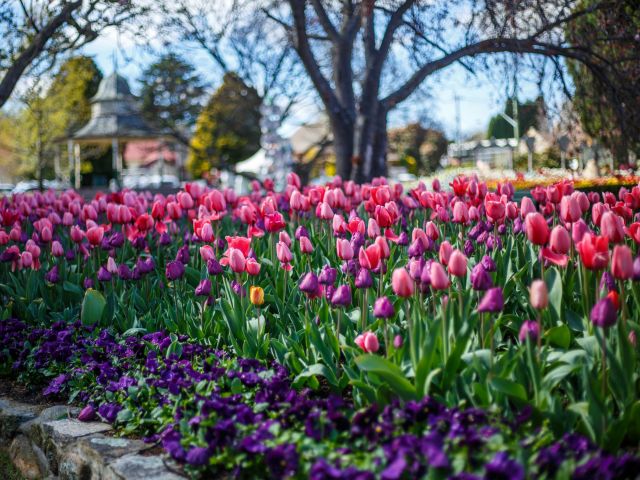 Tulip Time Flower Festival, NSW