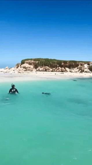 Seals playing in Jurien Bay, WA