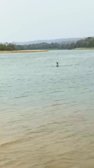 Kangaroo jumping at Mogareeka Inlet, NSW