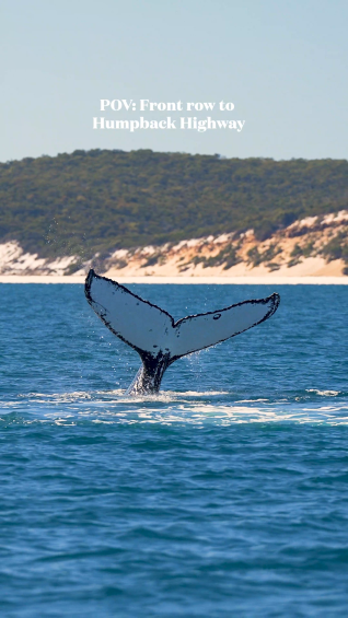 Why K’gari is the best place to go whale watching in Australia