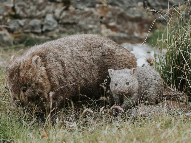 mother and baby wombat on the maria island walk in tasmania