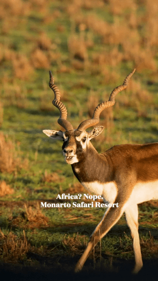 Safari in South Australia at Monarto Safari Resort