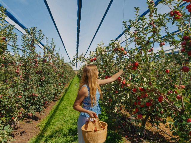 Lady picking apples at Nicoletti Orchards in Stanthorpe, Queensland