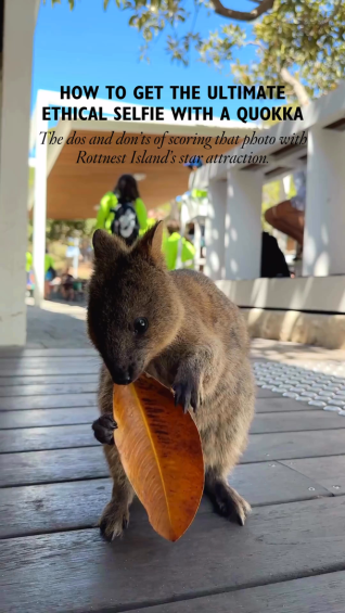 How to get the ultimate ethical selfie with a quokka on Rottnest Island