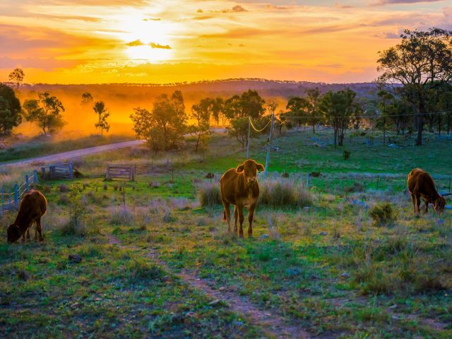 Autumn morning with cows in Stanthorpe, Queensland