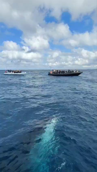 Whale watching in Sydney