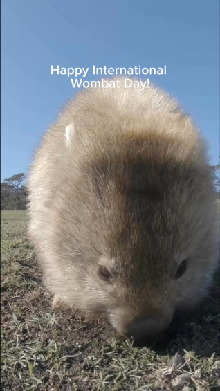 International Wombat Day