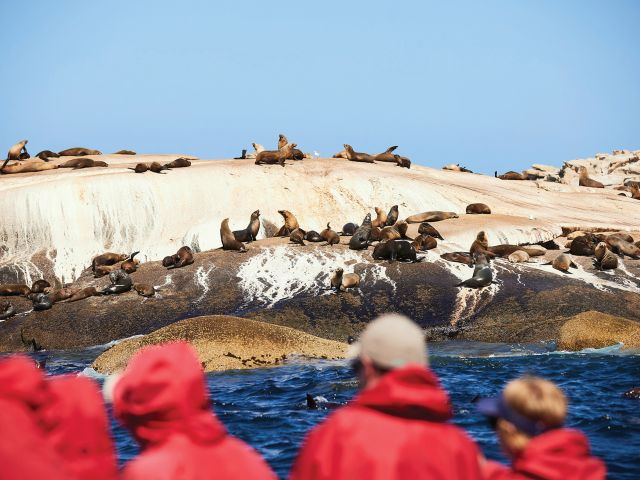 seals in Wilsons Prom