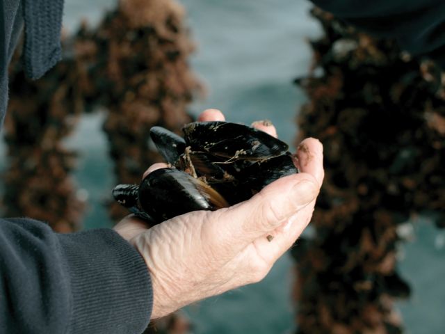 holding Portarlington mussels
