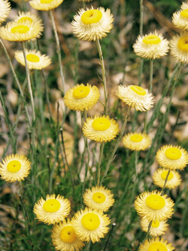 wildflowers in Grampians National Park