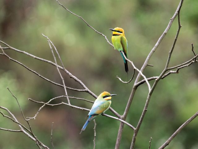 the bee-eaters at Mitchell River National Park