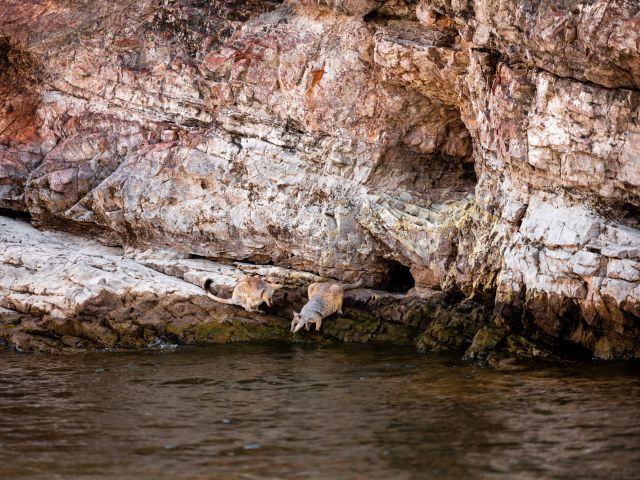 rock wallabies by the river, Kimberley