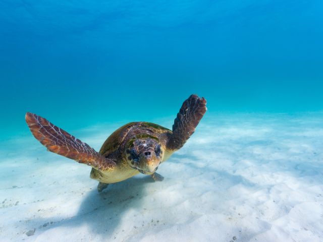 Turtles at Ningaloo Reef, Western Australia