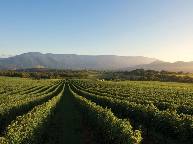 the Yarra Valley vineyards