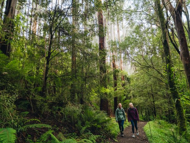 forest walk along the Great Ocean Road
