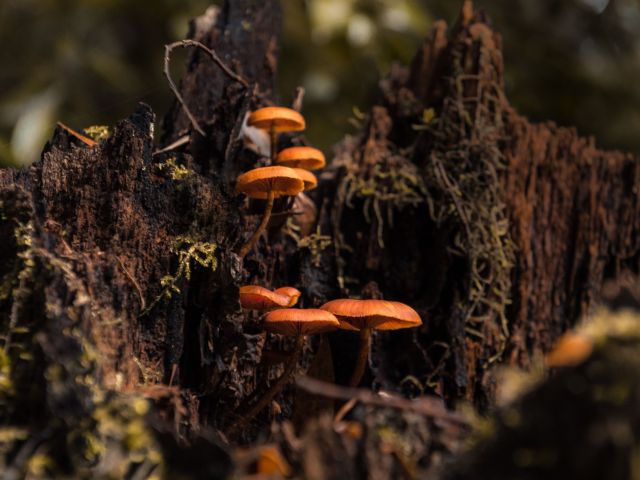 fungi in Tarkine/Takayna's rainforests