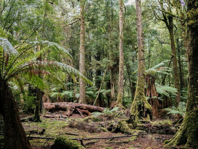 Tarkine/Takayna’s ancient rainforests
