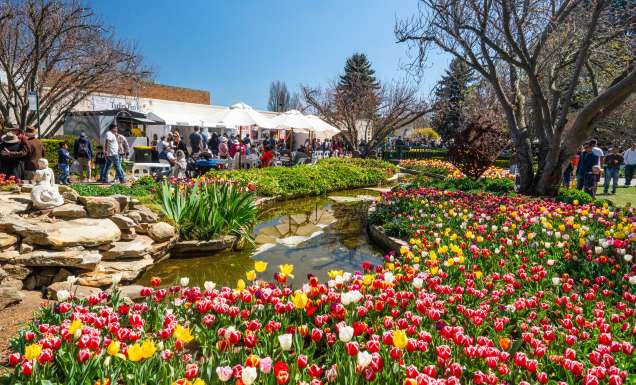 bowral tulip festival
