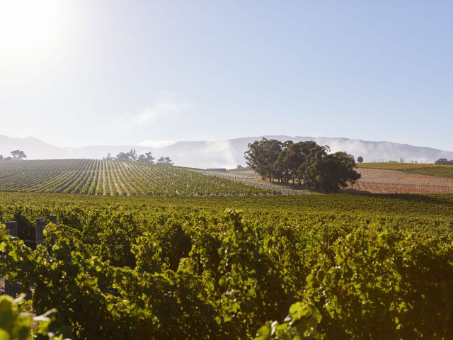 the Yarra Valley vineyards