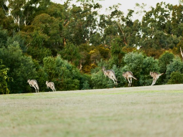 kangaroos in Yarra Valley