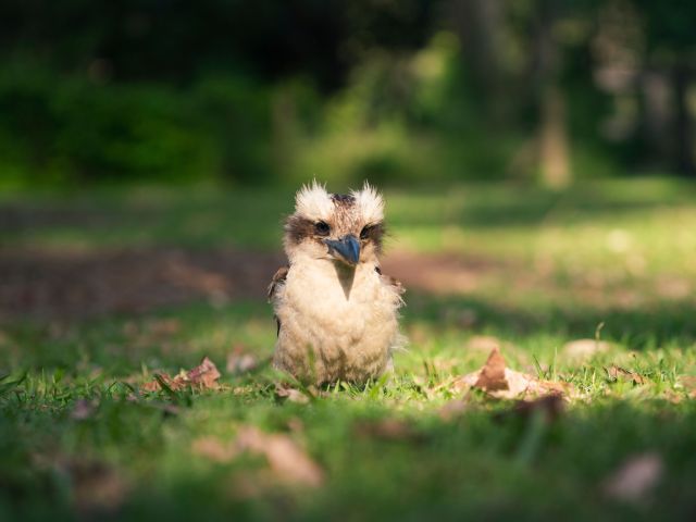 Kookaburra in the wild
