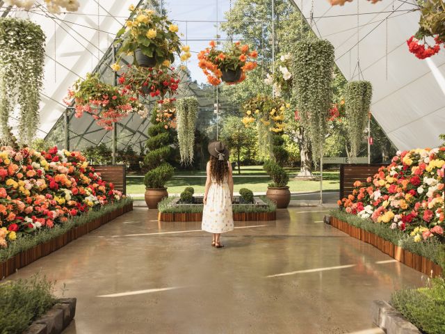 a woman admiring flowers at The Ballarat Begonia Festival