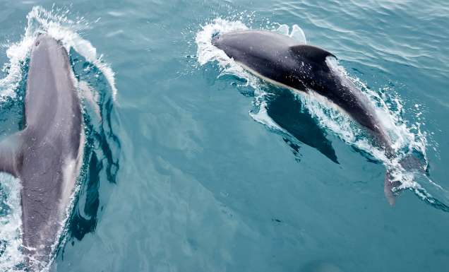 dolphins playing in The Bellarine