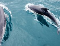 dolphins playing in The Bellarine