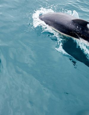 dolphins playing in The Bellarine
