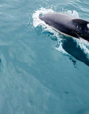 dolphins playing in The Bellarine