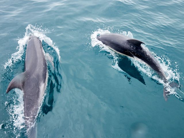 dolphins playing in The Bellarine