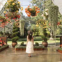 a woman admiring flowers at The Ballarat Begonia Festival