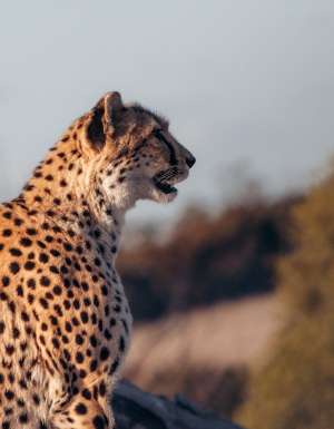 Cheetahs at Monarto Safari Resort