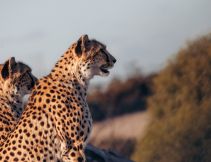 Cheetahs at Monarto Safari Resort