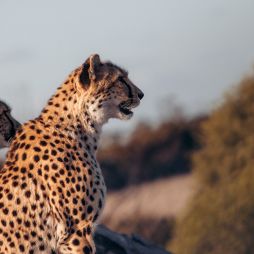 Cheetahs at Monarto Safari Resort