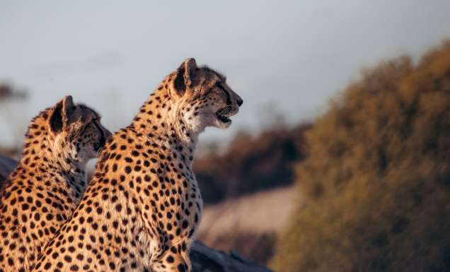 Cheetahs at Monarto Safari Resort