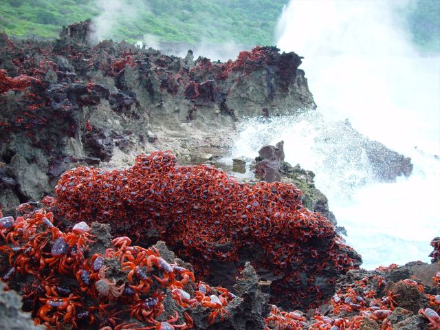 Adult red crabs make their way to the ocean to mate on christmas island