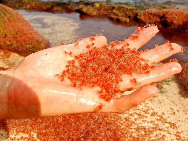 person holding Baby red Crabs, Christmas Island