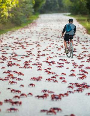 person cycling through red crab migration christmas island