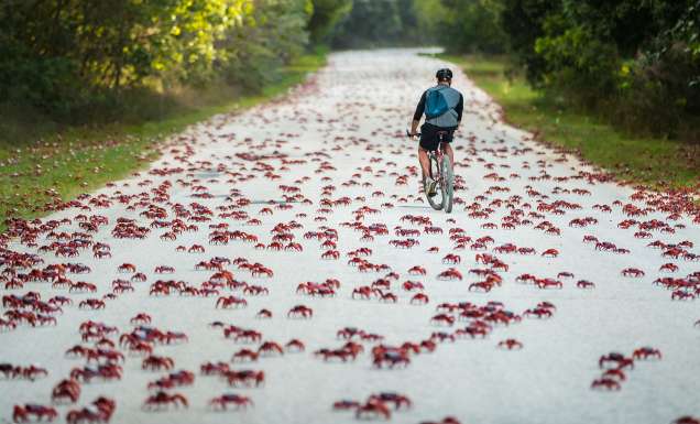 person cycling through red crab migration christmas island