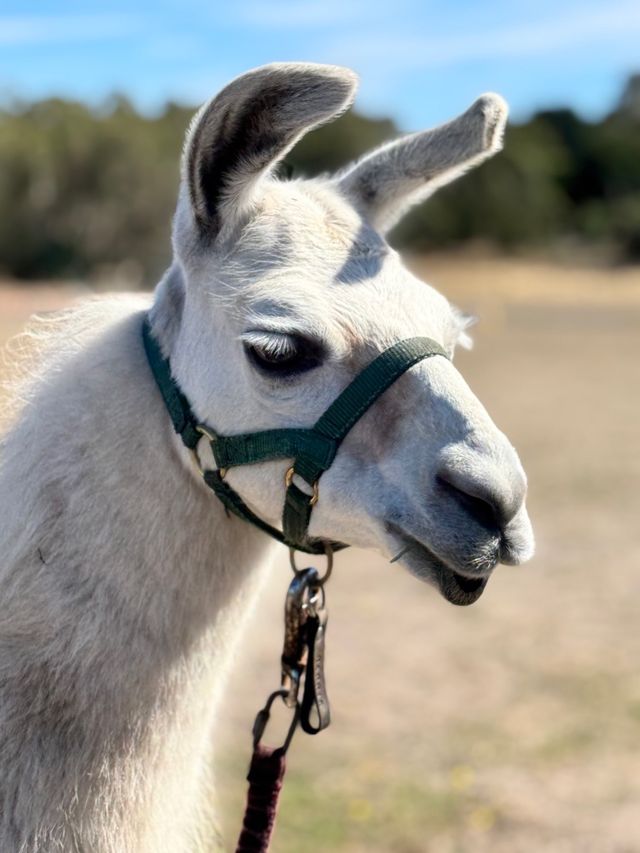 a llama in the Macedon Ranges