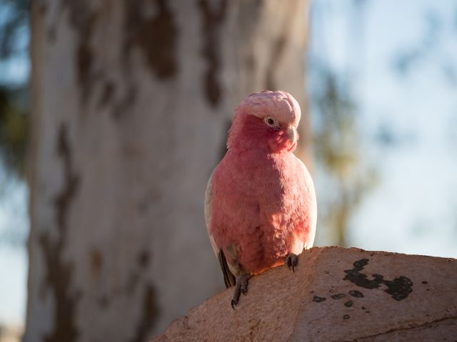 Pink galah